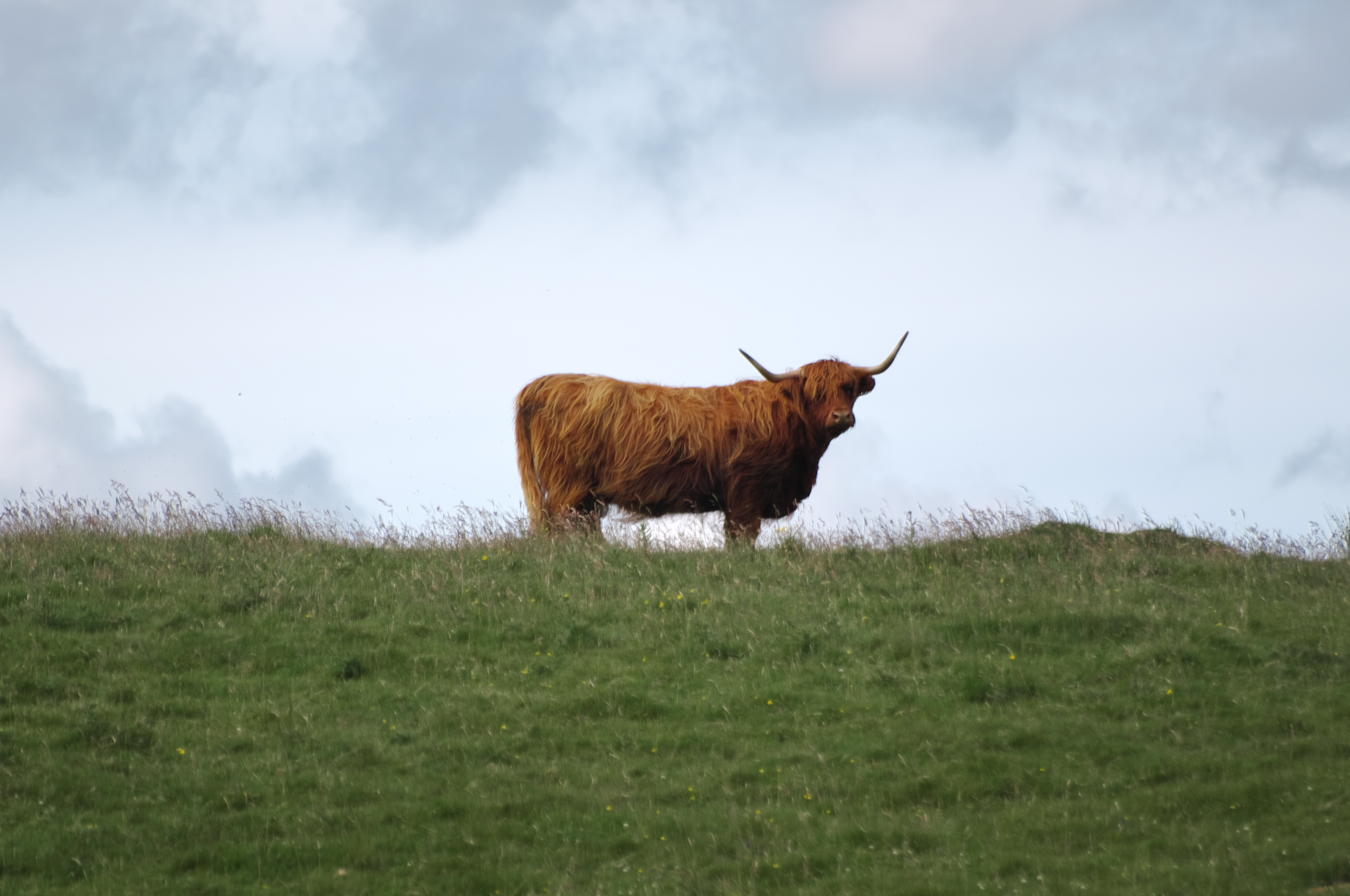 Highland Cow - Neil Williamson - CC BY SA 2.0